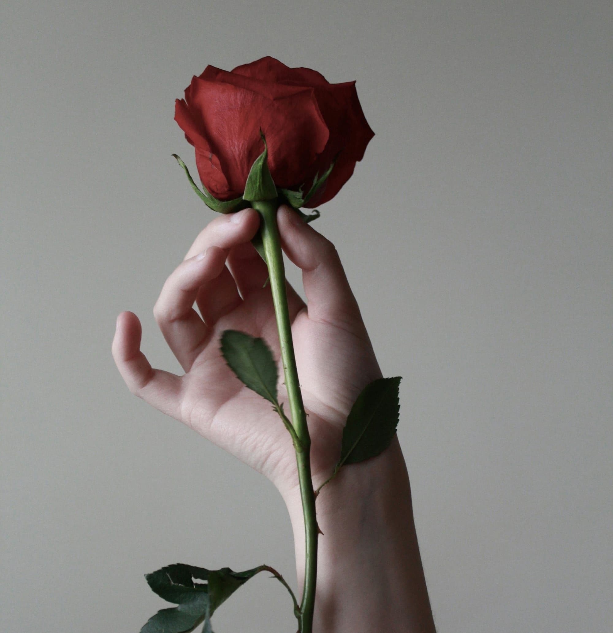 Hero Image of Tại sao tiền lại là Hoa hồng?