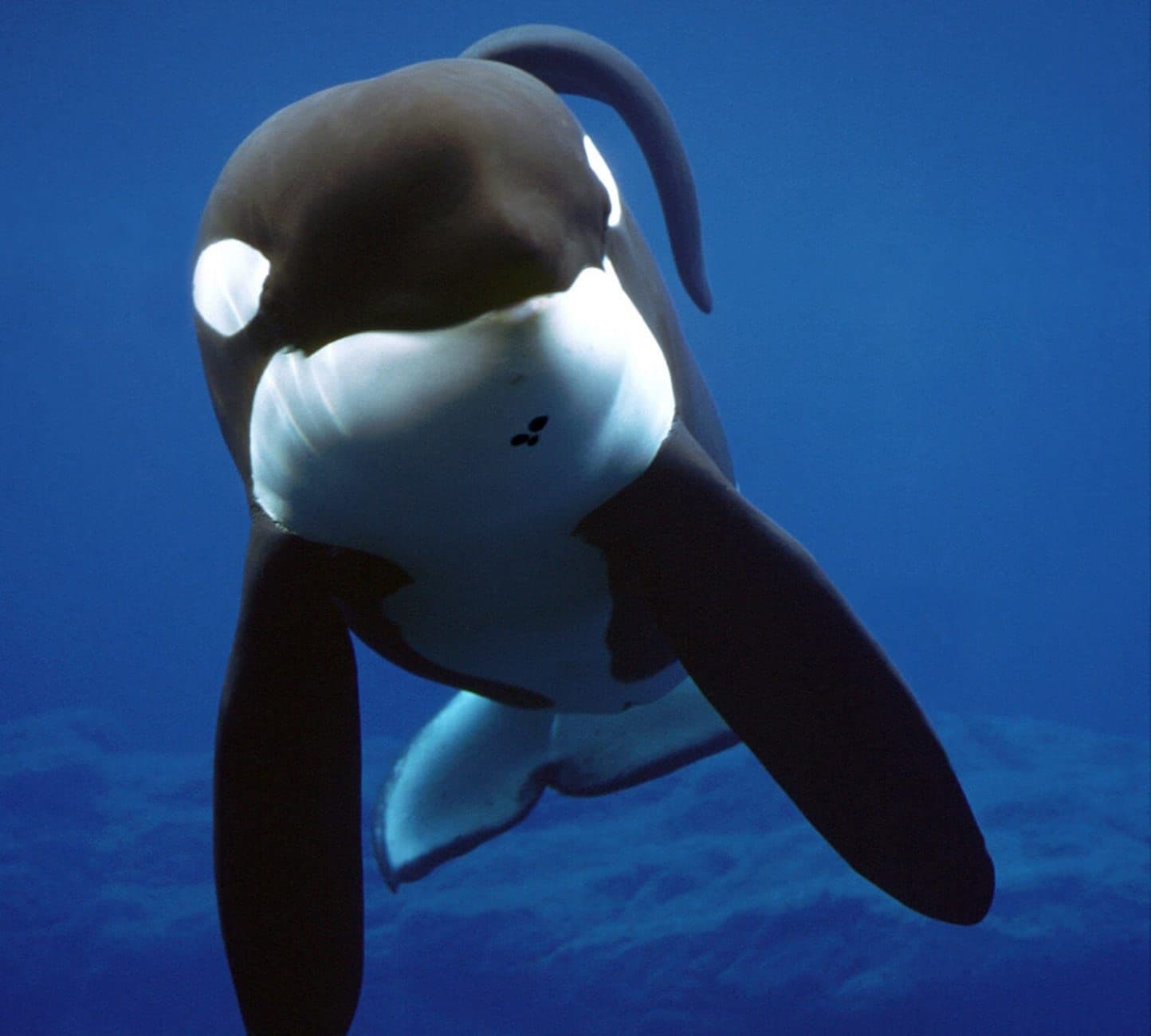 Hero Image of Giải cứu động vật và câu chuyện buồn của chú cá voi Willy