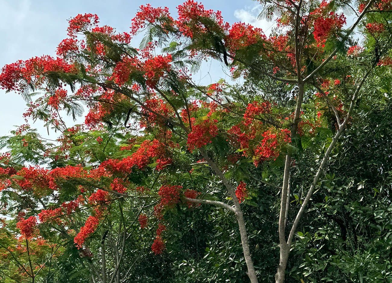 Hero Image of Phiên bản "Facebook" thủ công của tuổi học trò