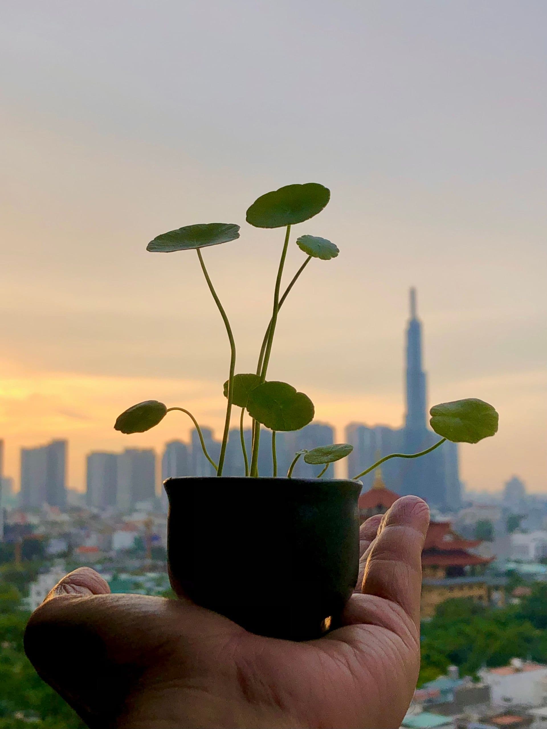 Có vườn trên chung cư