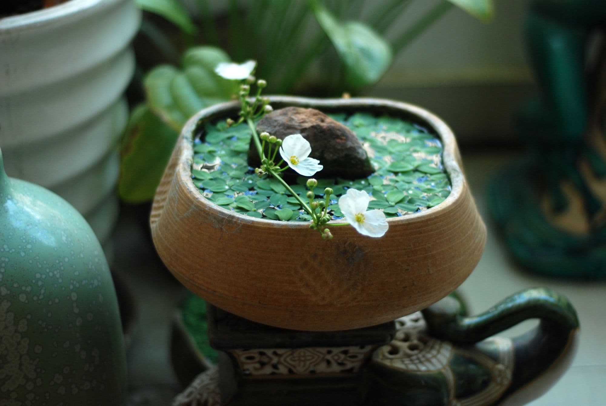 Có vườn trên chung cư