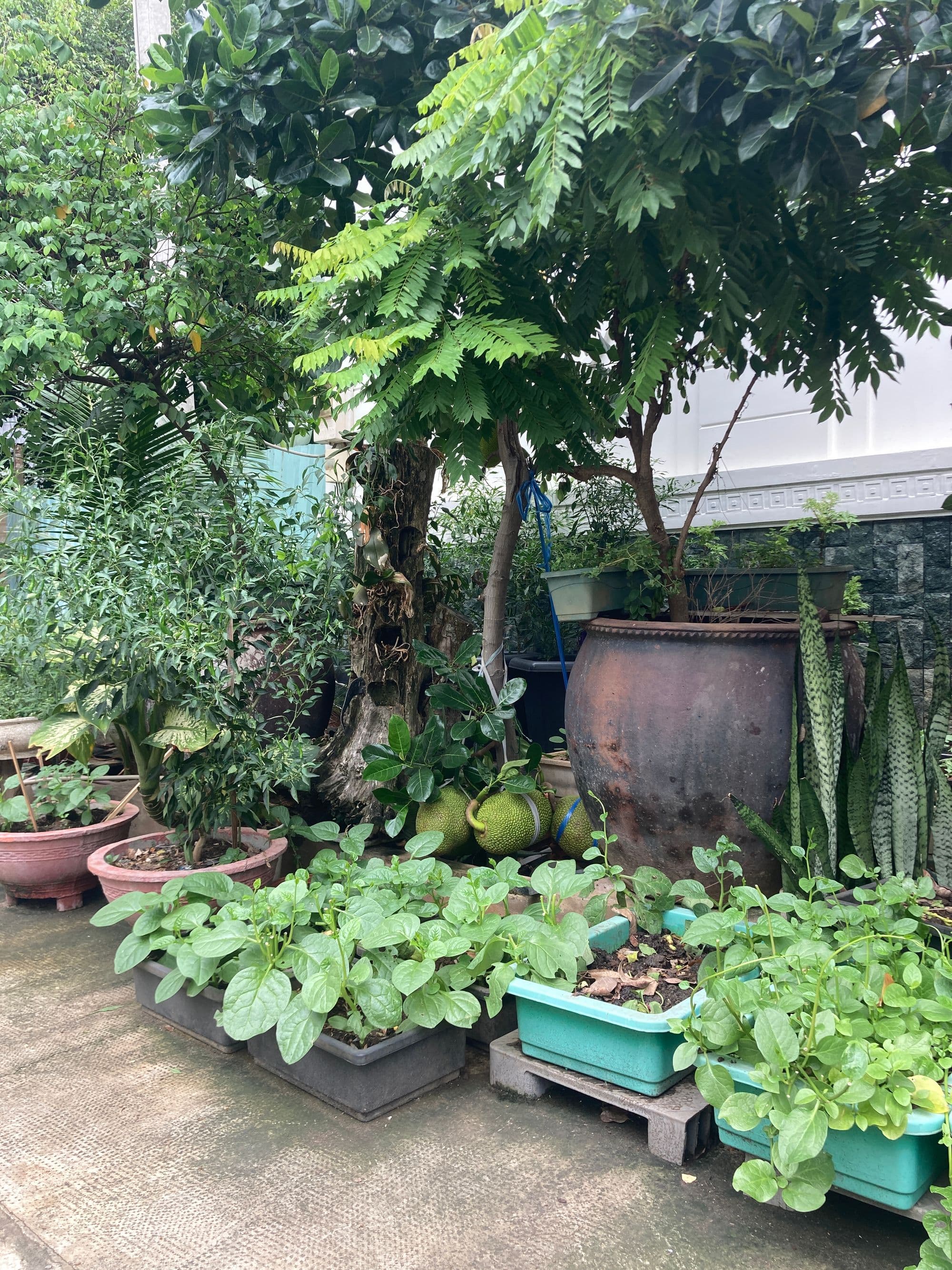 Happy Farm