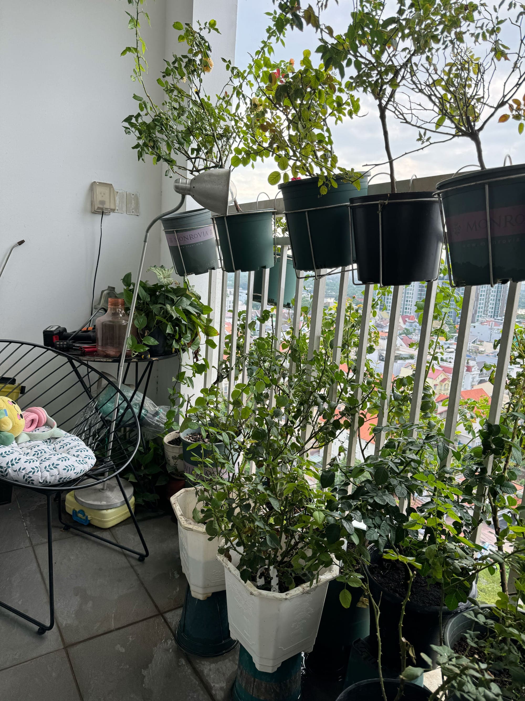 Có vườn trên chung cư