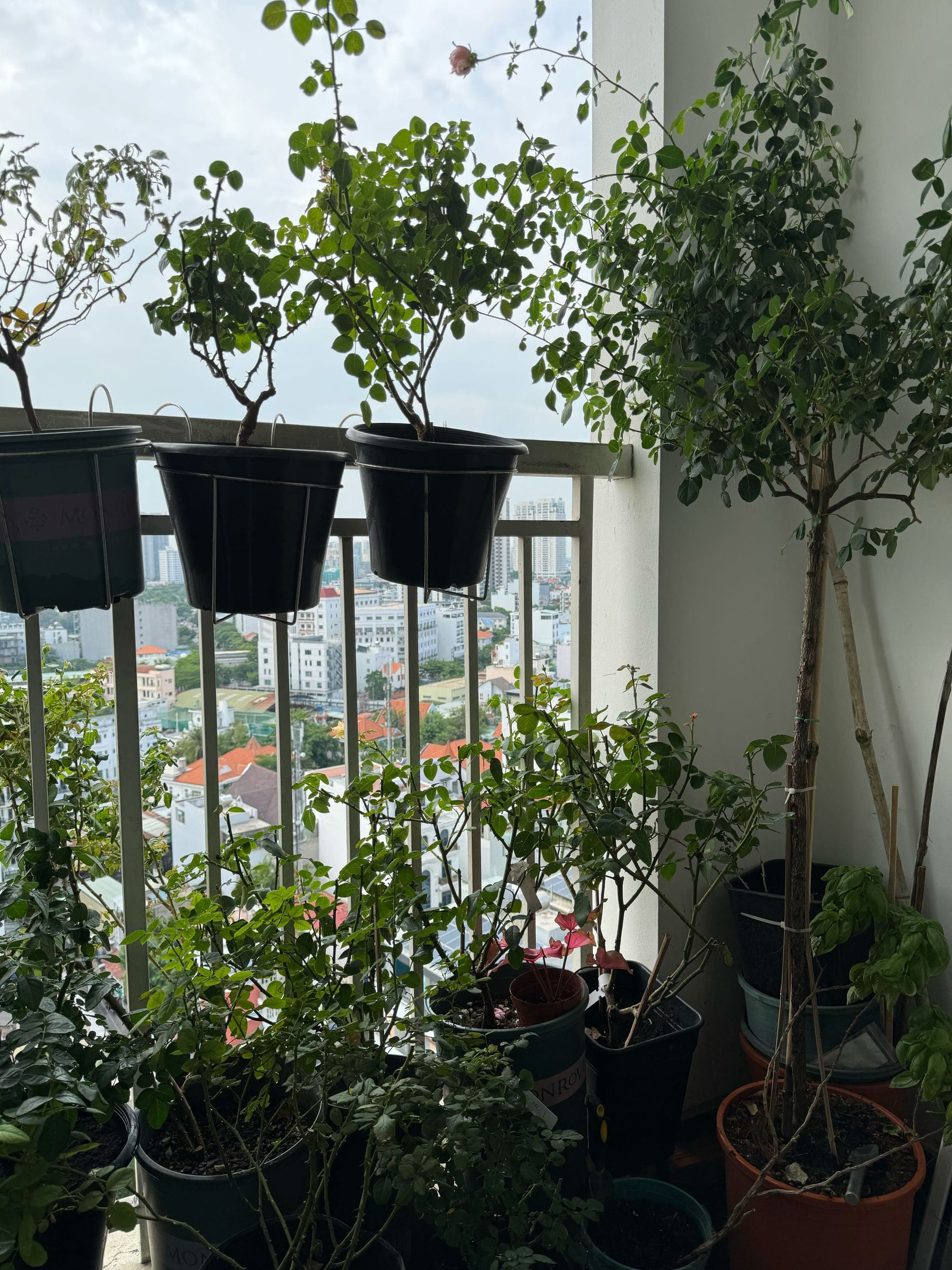 Có vườn trên chung cư