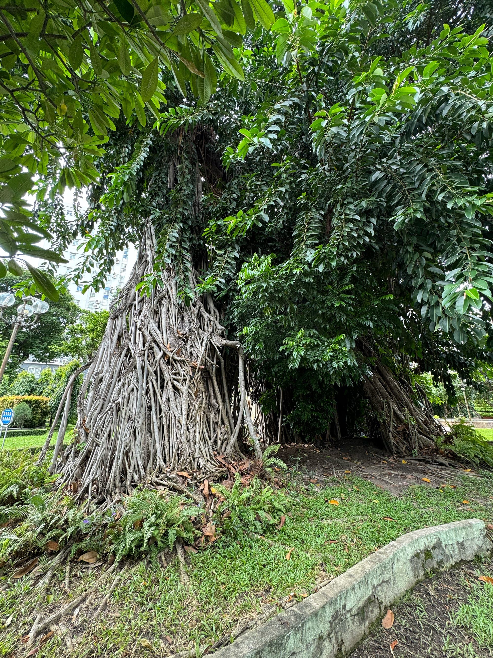 Công viên cổ ở trung tâm và ông cụ cây già nhất Sài Gòn