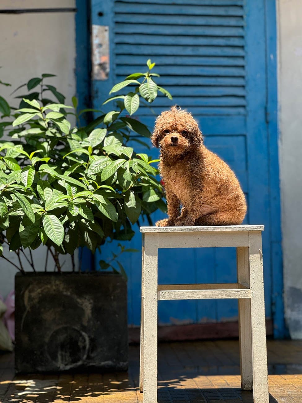 Chill ở Cửu Long Thành Trại phiên bản thanh bình
