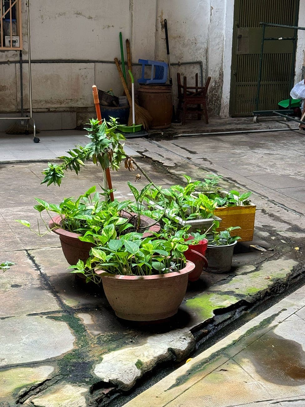 Khu phức hợp đầu tiên của Sài Gòn và gánh hát cuối cùng