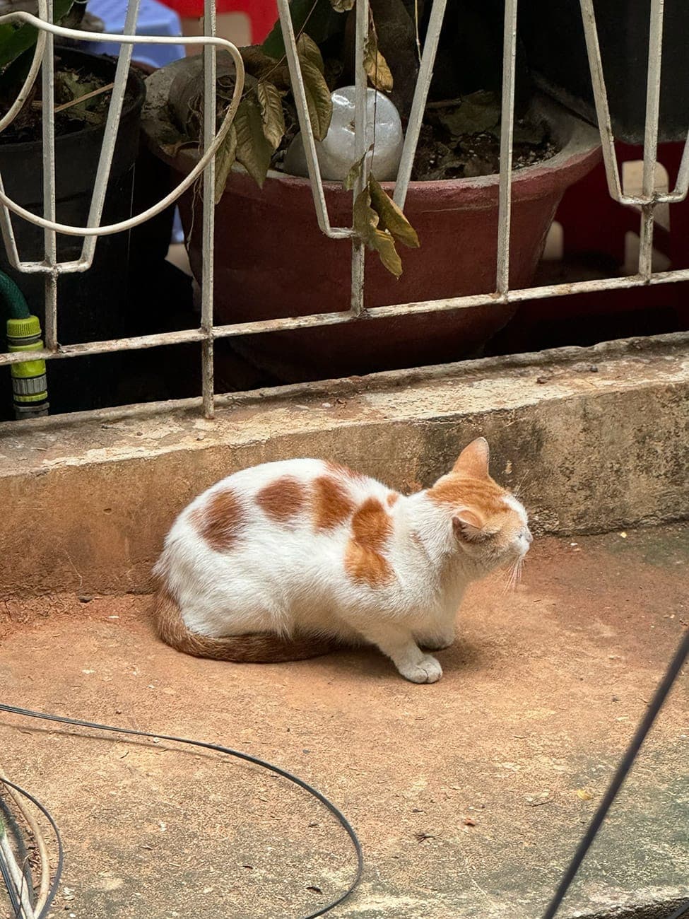 Chật hẹp và xinh xắn