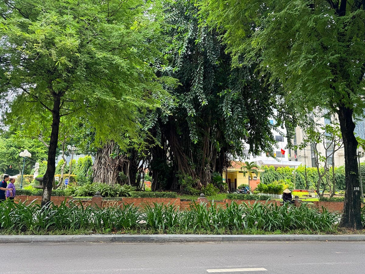 Công viên cổ trung tâm và ông cụ cây già nhất Sài Gòn