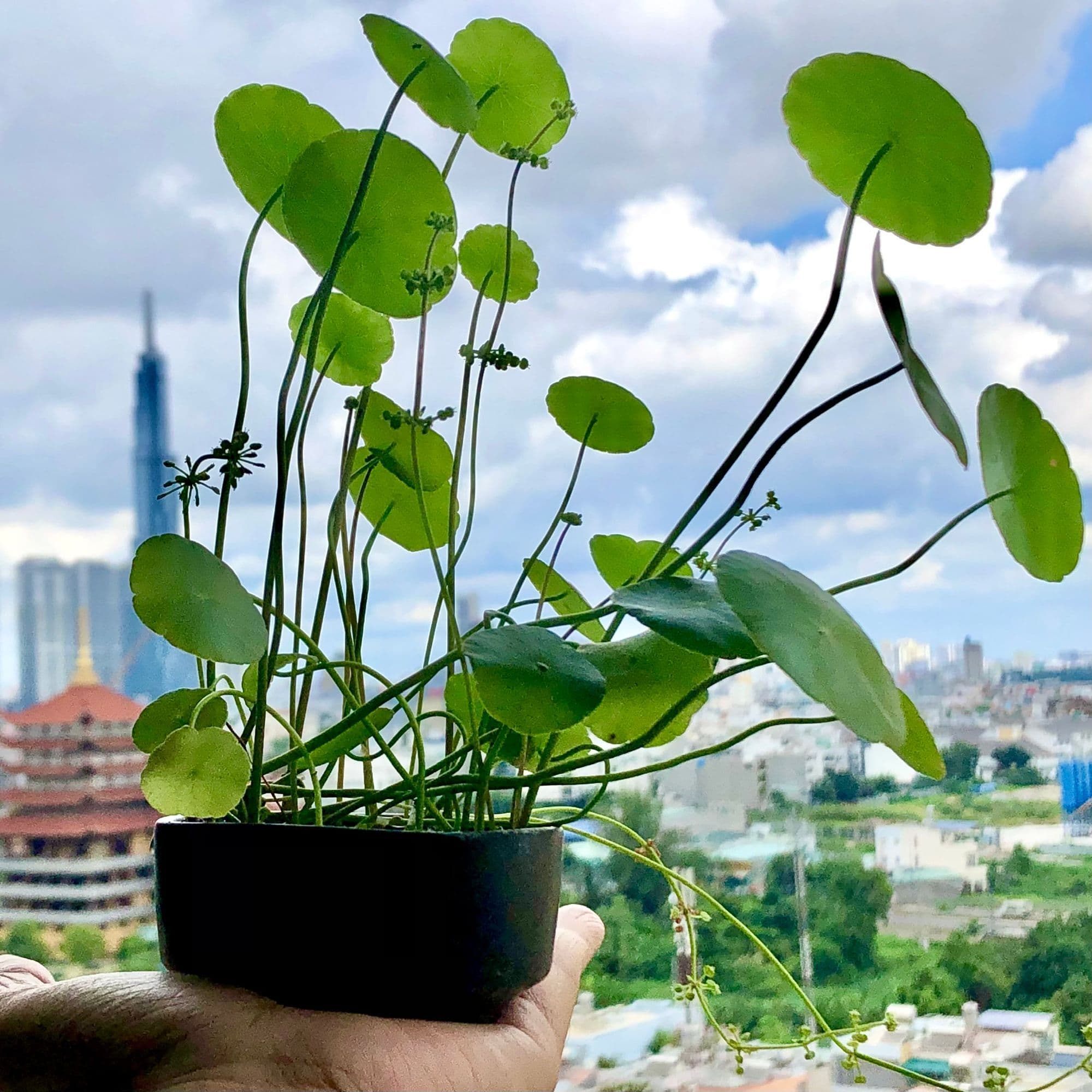 Hero Image of Có vườn trên chung cư