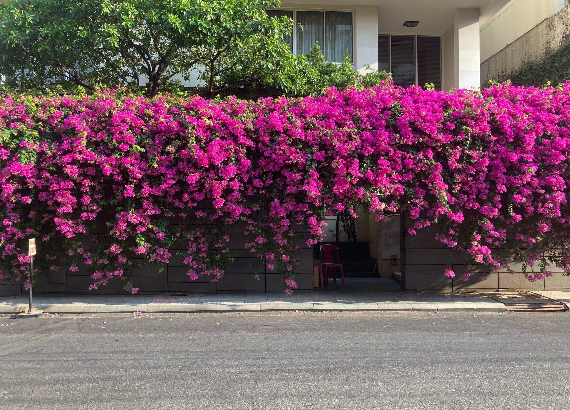 Hero Image of Mùa của những giàn hoa đẹp