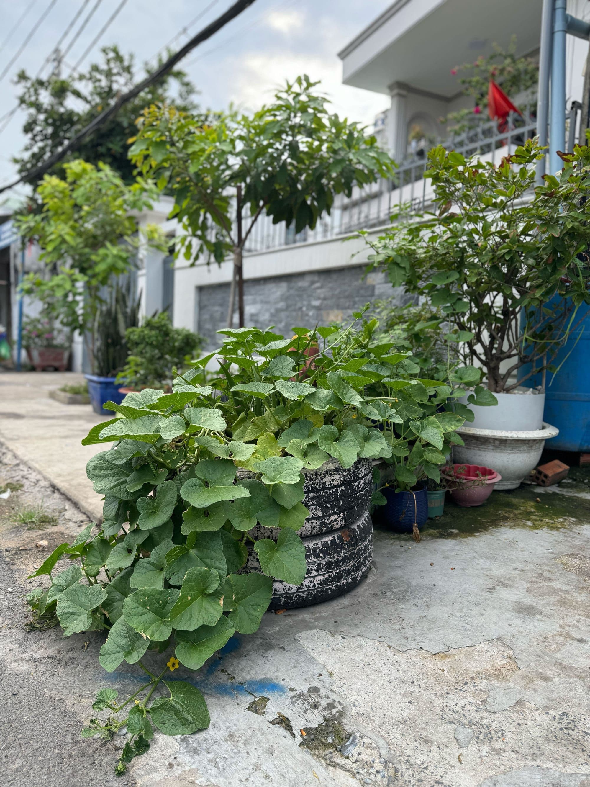 Hero Image of Happy Farm