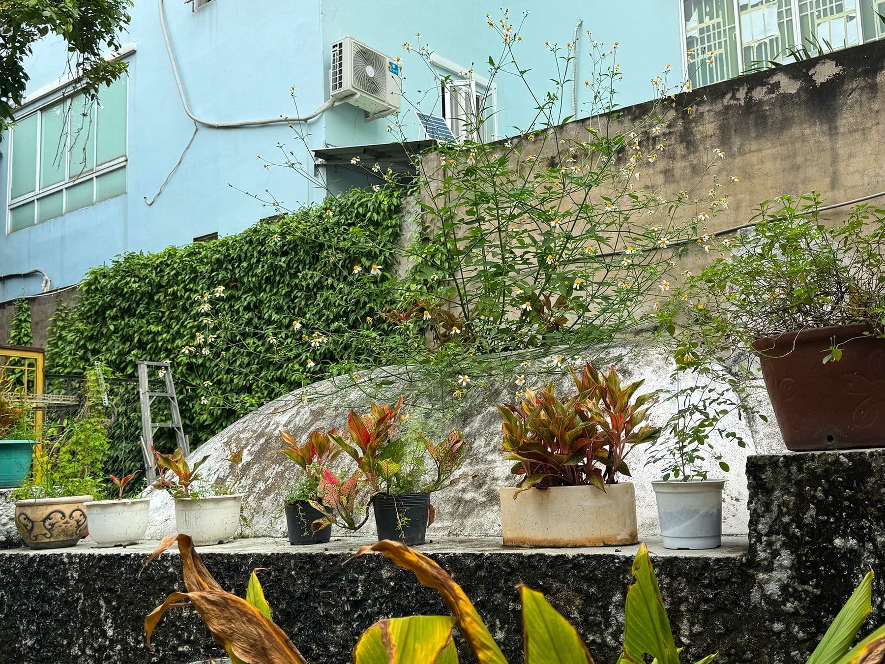 Hero Image of Chùa phương Bắc và bí mật được bảo vệ kỹ lưỡng nhất Sài Gòn